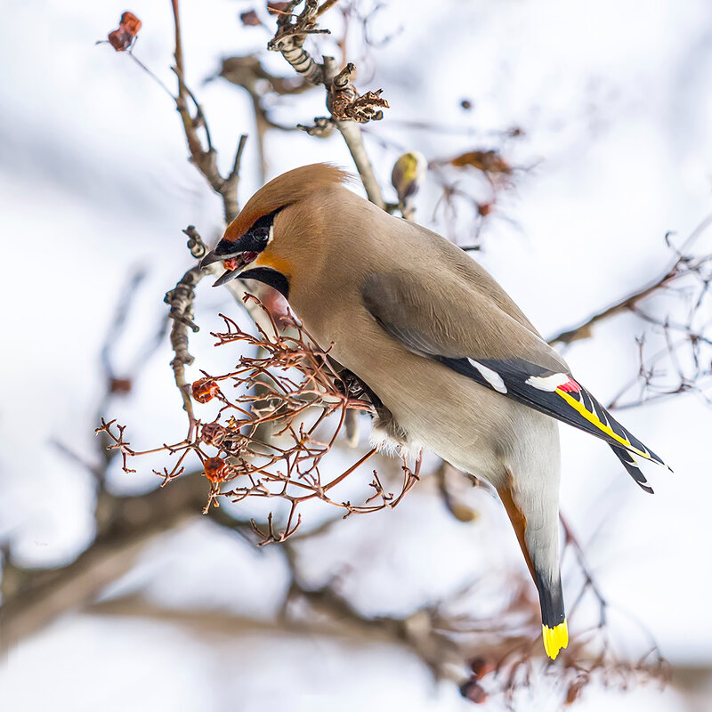 Любитель рябины - Валерий Черняк