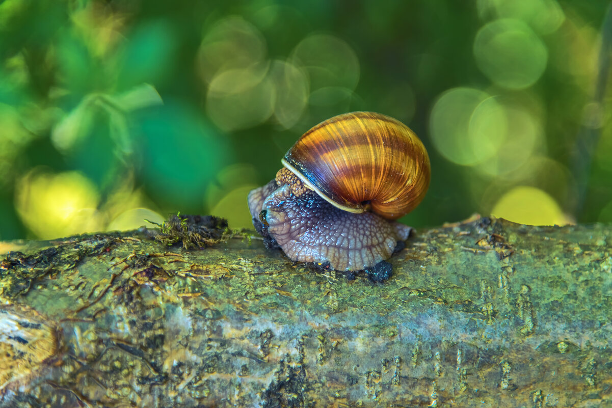 Nikon d 800 ещё ЖЫВ! - Сергей Савич