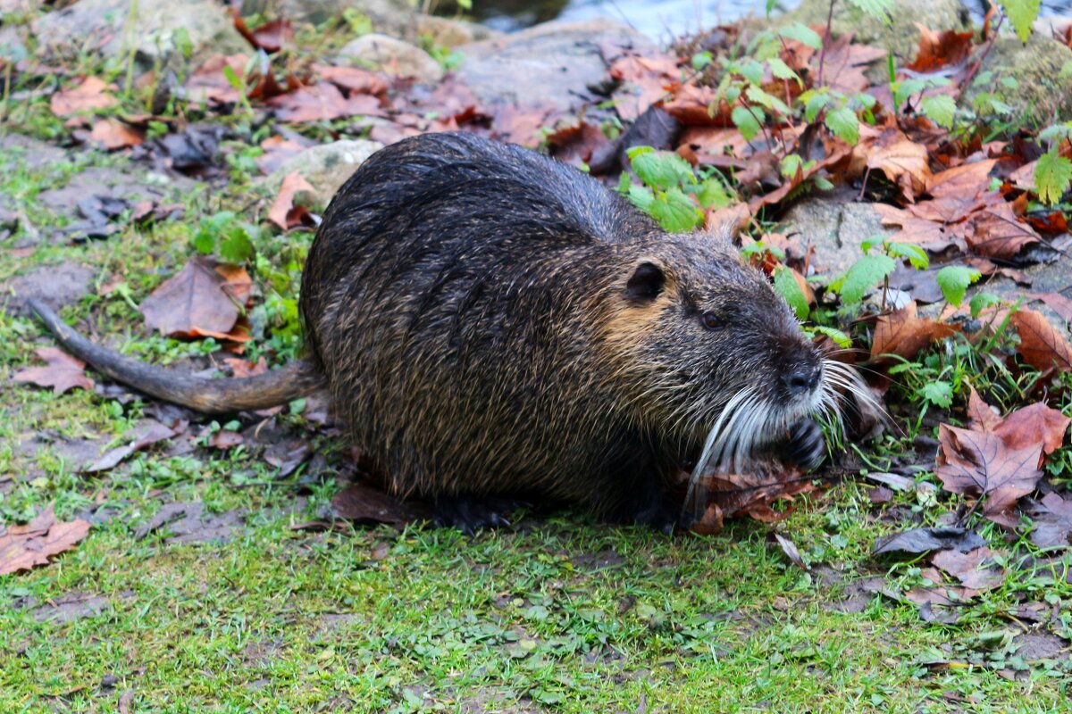 Нутрия на прогулке - Юрий. Шмаков