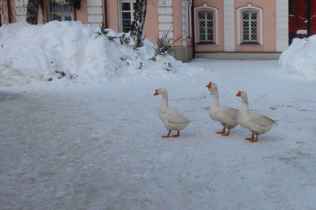 Три веселых гуся - Дмитрий И_