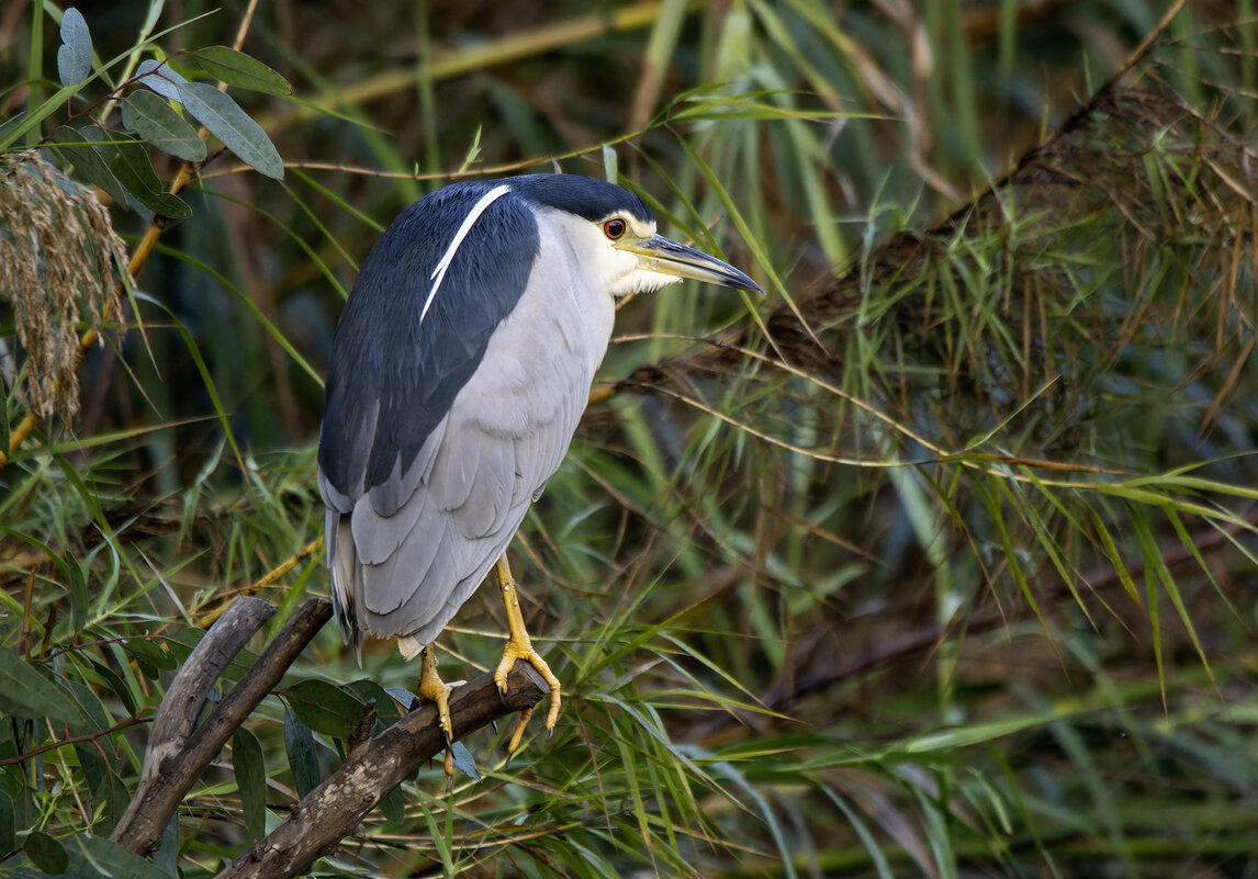 Кваква. - Alexander Amromin