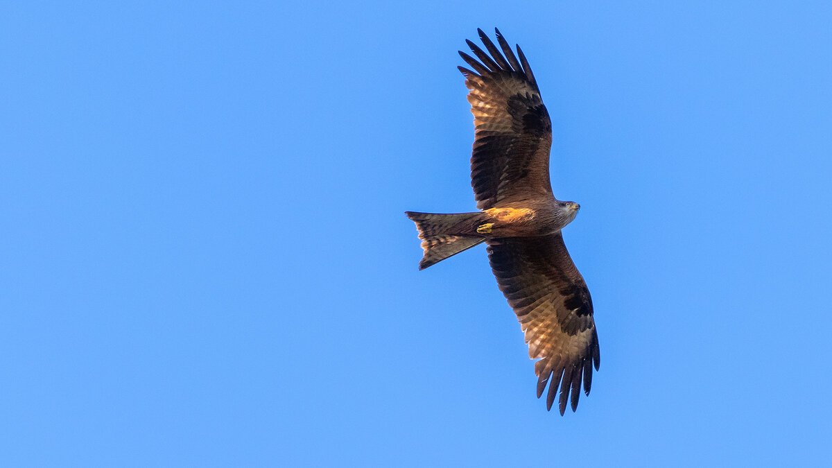 Коршун - Владимир Лазарев