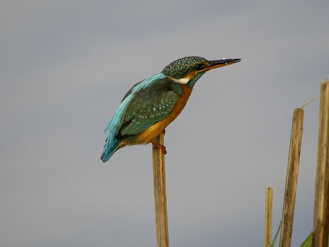 Зимородок. - Alexander Amromin