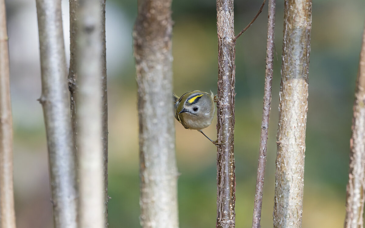 желтоголовый королек. - юрий макаров