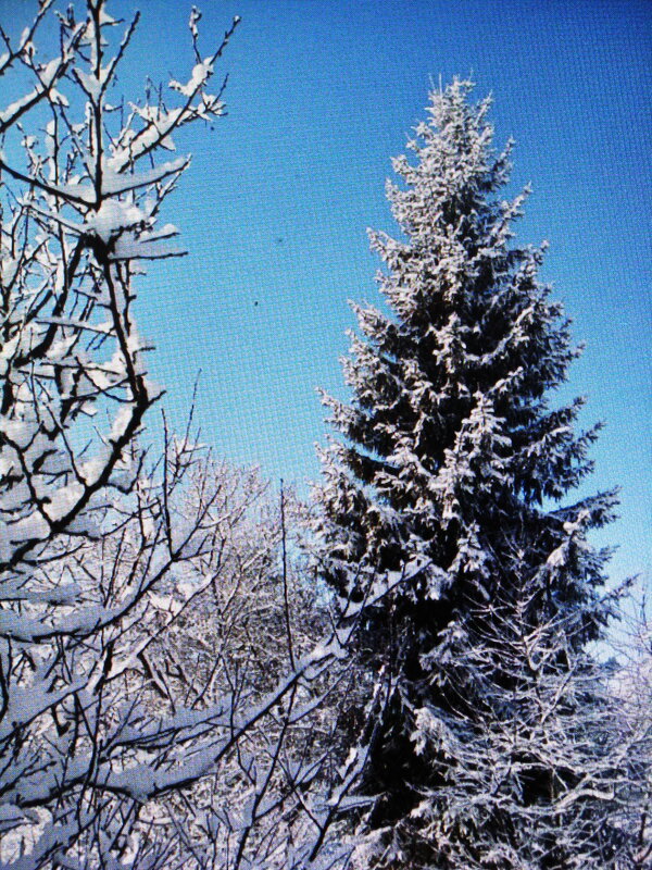 Во всей красе - Людмила Смородинская