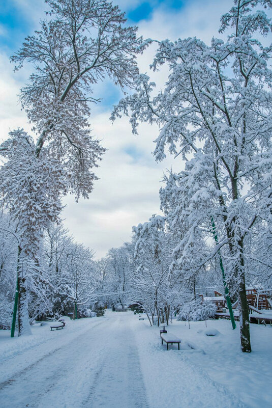 Зимний парк - Оксана Новик 