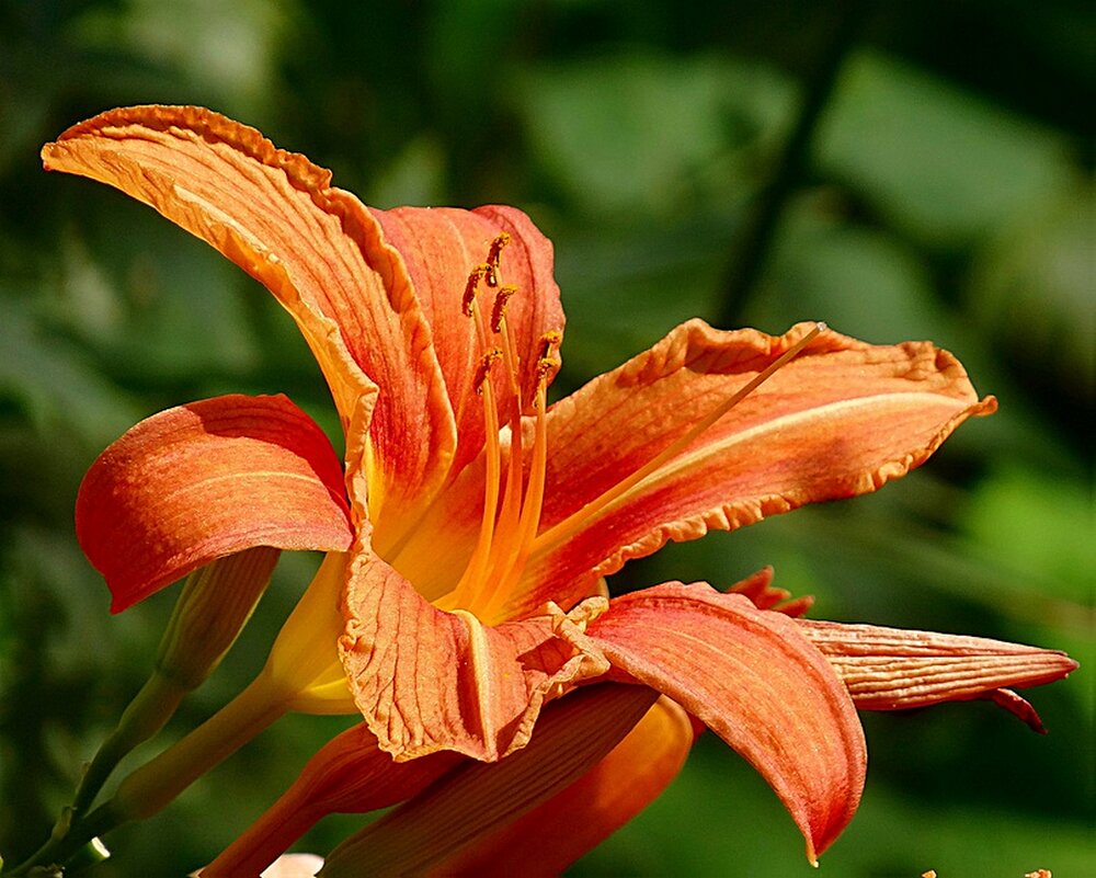 Лилейник - Наталья ***