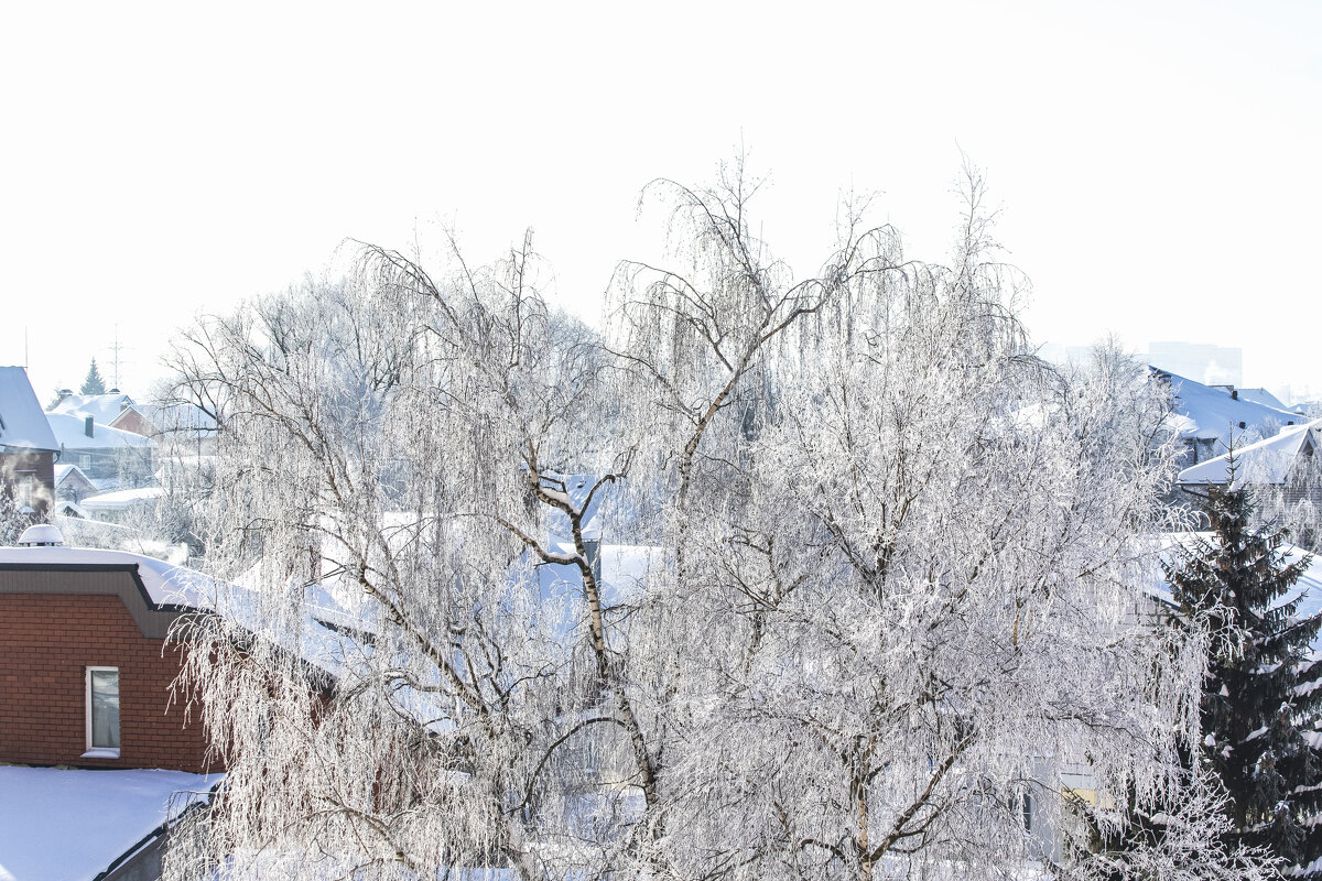 Берёза белая. - Петр Беляков