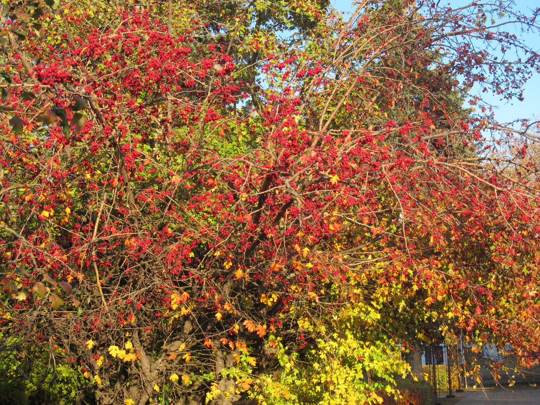 прекрасный октябрь - Елена Шаламова