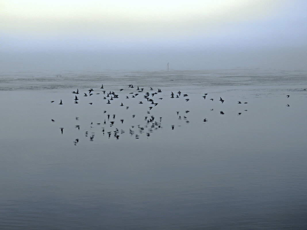 Парящие над водой - ИРЭН@ .