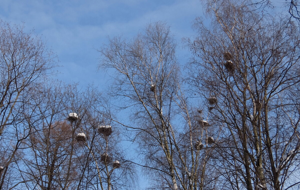 Полно гнездо вороны снегом. Бела перина, холодна. - Люба 