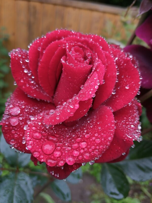 после дождя - Лидия Меркулова