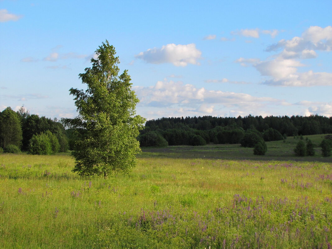 Берёза... - Татьяна Гнездилова