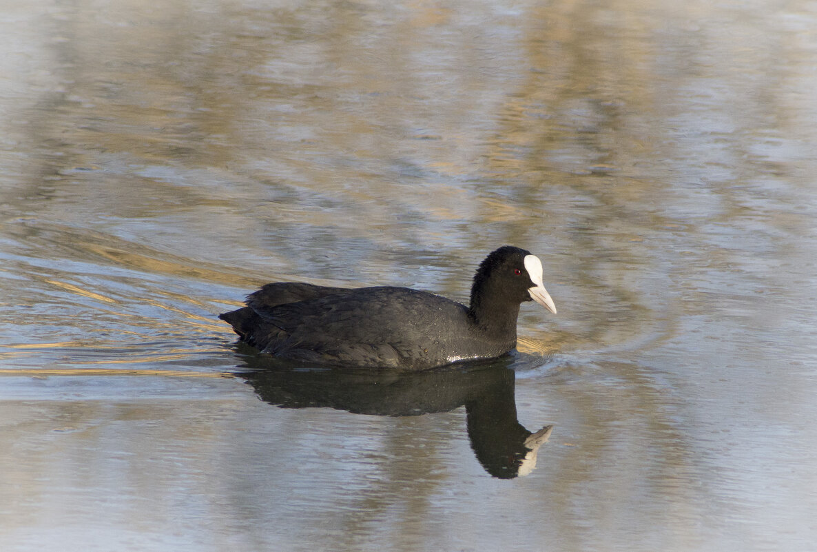 Лысуха. - Александр. AVG100 ---
