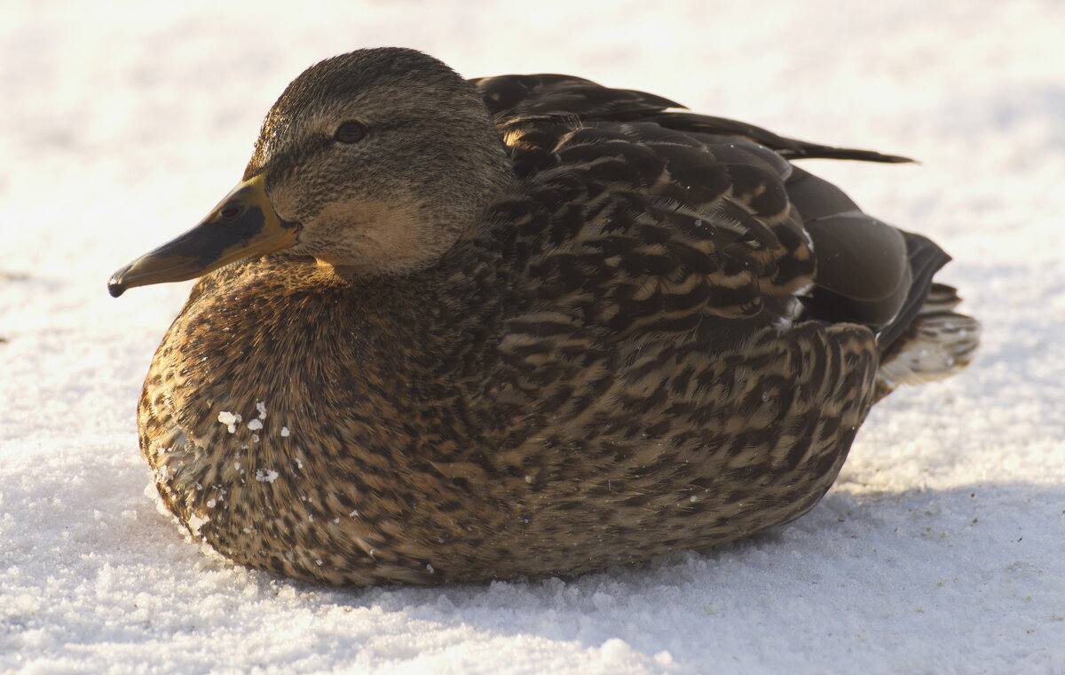 на зимовке - Владимир Зырянов