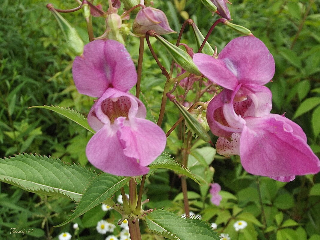 Бальзамин - Freddy 97