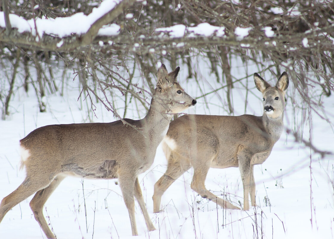 прогулка - Алена Уколова