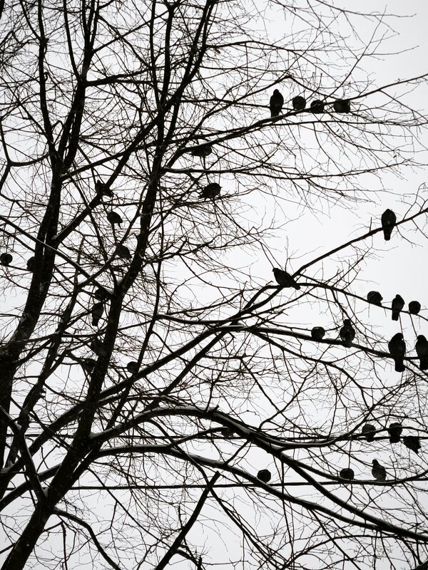 * - Сергей Полянский