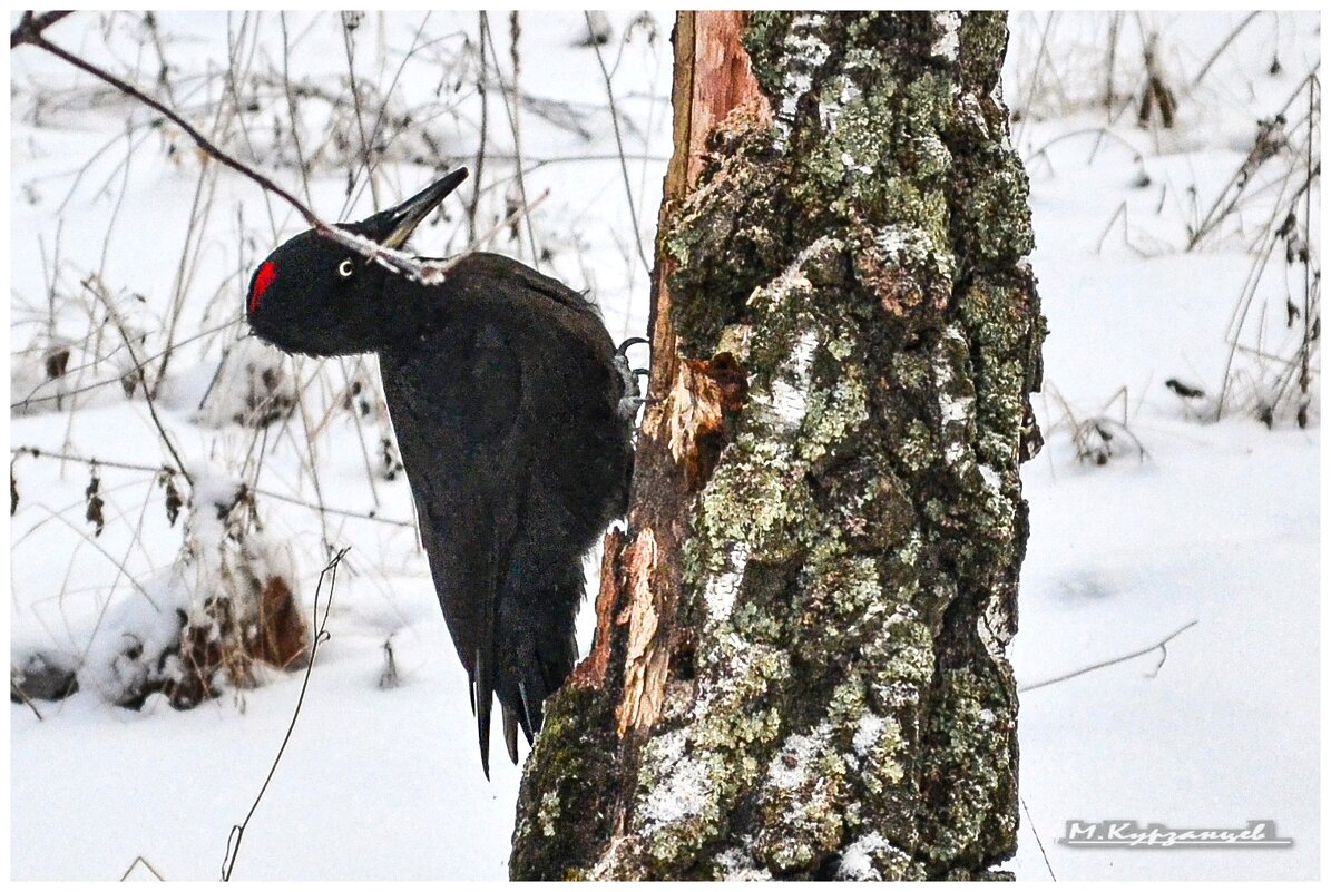 Желна. Черный дятел. - Михаил. 