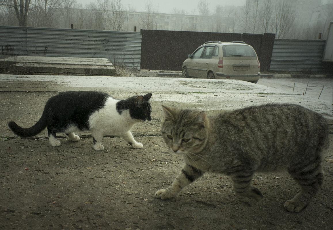 Без названия - Владимир Носов