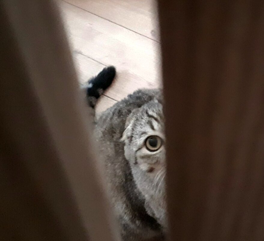 А я вас нашел! - светлана льдокова