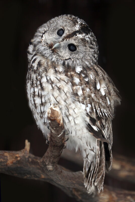 неясыть - Михаил Бибичков