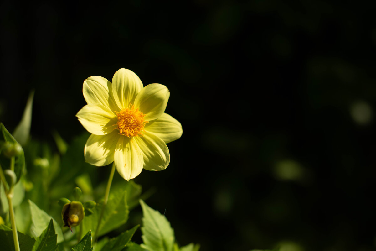 *** - Светлана Попова