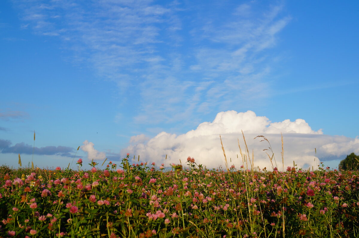 Облако в траве - Сергей Ц