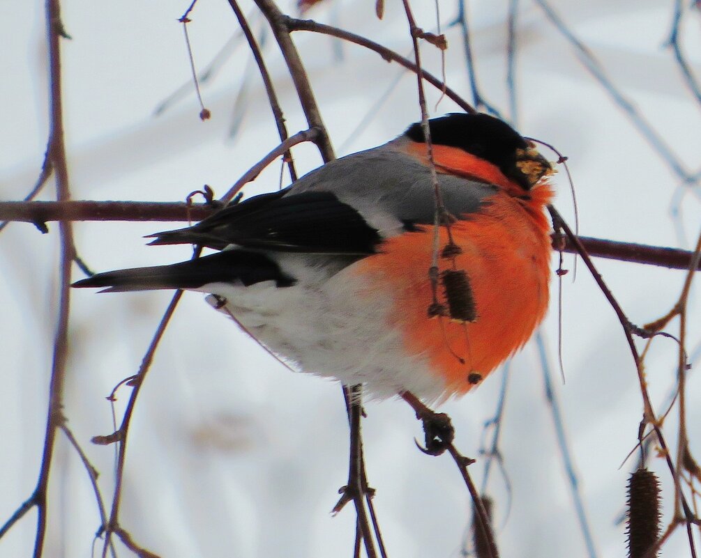 Толстячок - Андрей Снегерёв