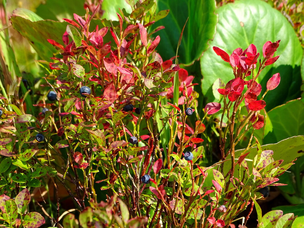 Поспела - Павел Трунцев