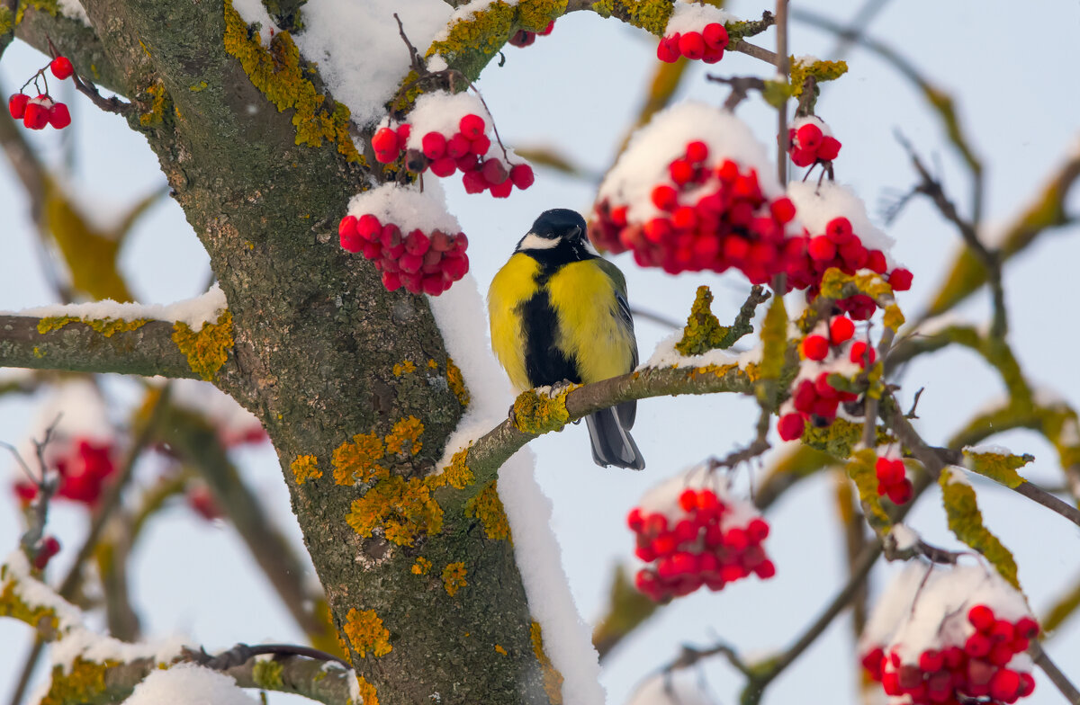 ** - Виталий Емельянов