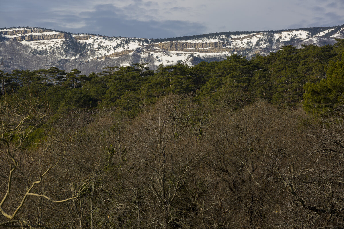 *** - Елена Агеева
