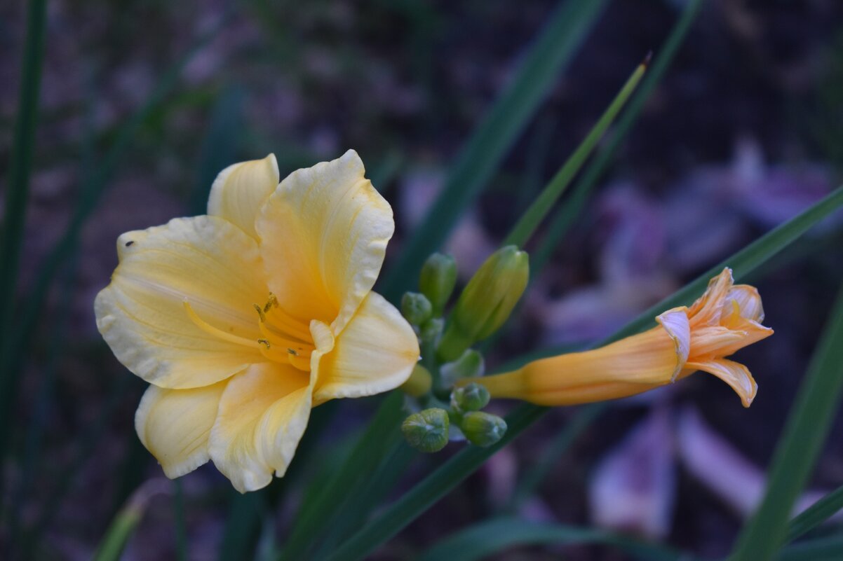 Лилейник - Дарья Шуклина