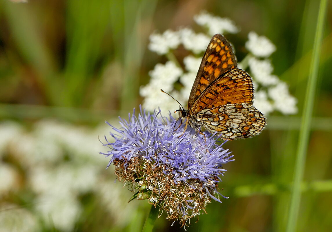 опять про бабочек...436 - Александр Прокудин