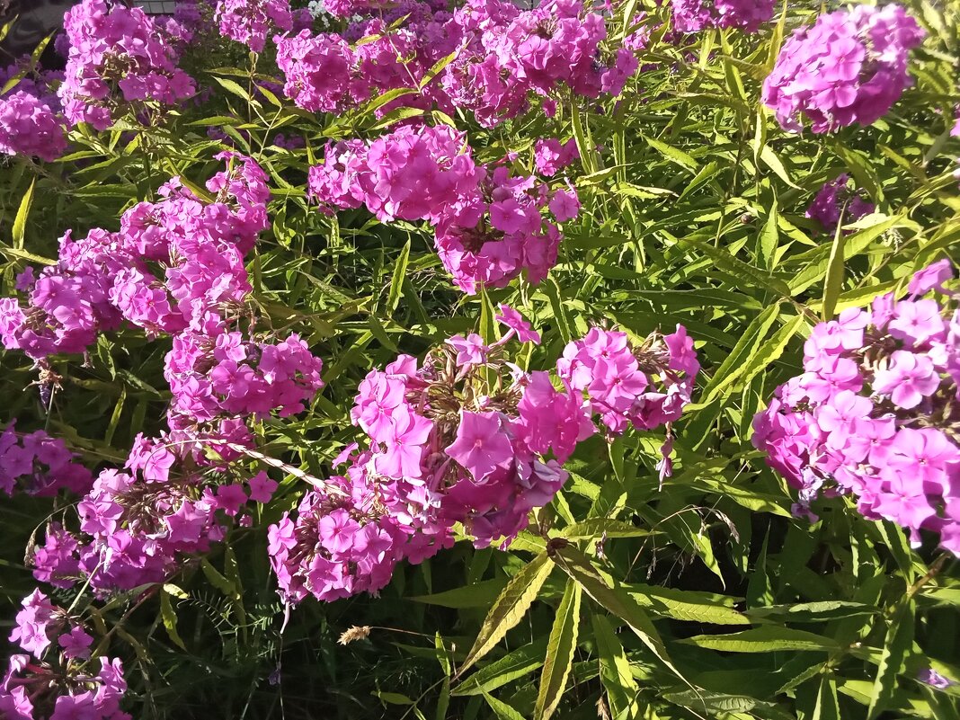 О  лете - Фотогруппа Весна