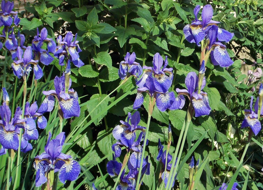 О лете - Фотогруппа Весна