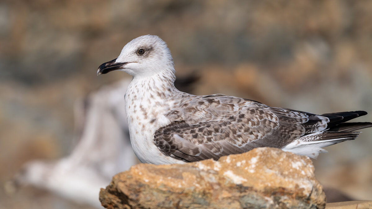 Молодая морская чайка - Владимир Лазарев