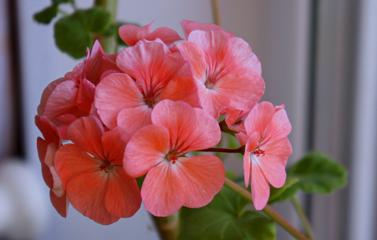 Соцветие. - сергей ермошкин