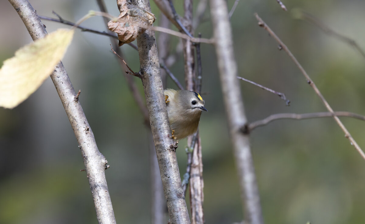 желтоголовый королек. - юрий макаров