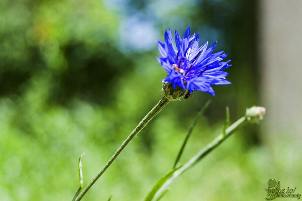 Цветок - Наталья (ShadeNataly) Мельник