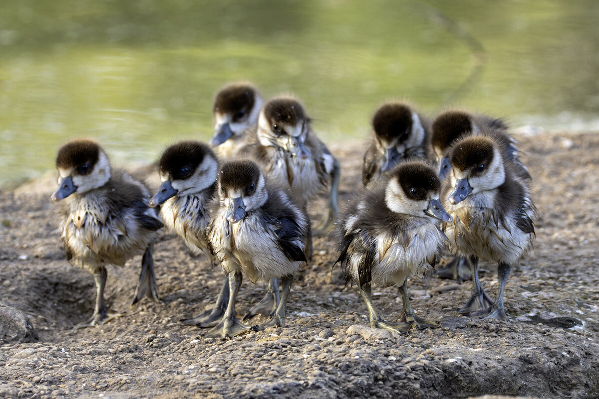 Нильский гусь. - Alexander Amromin