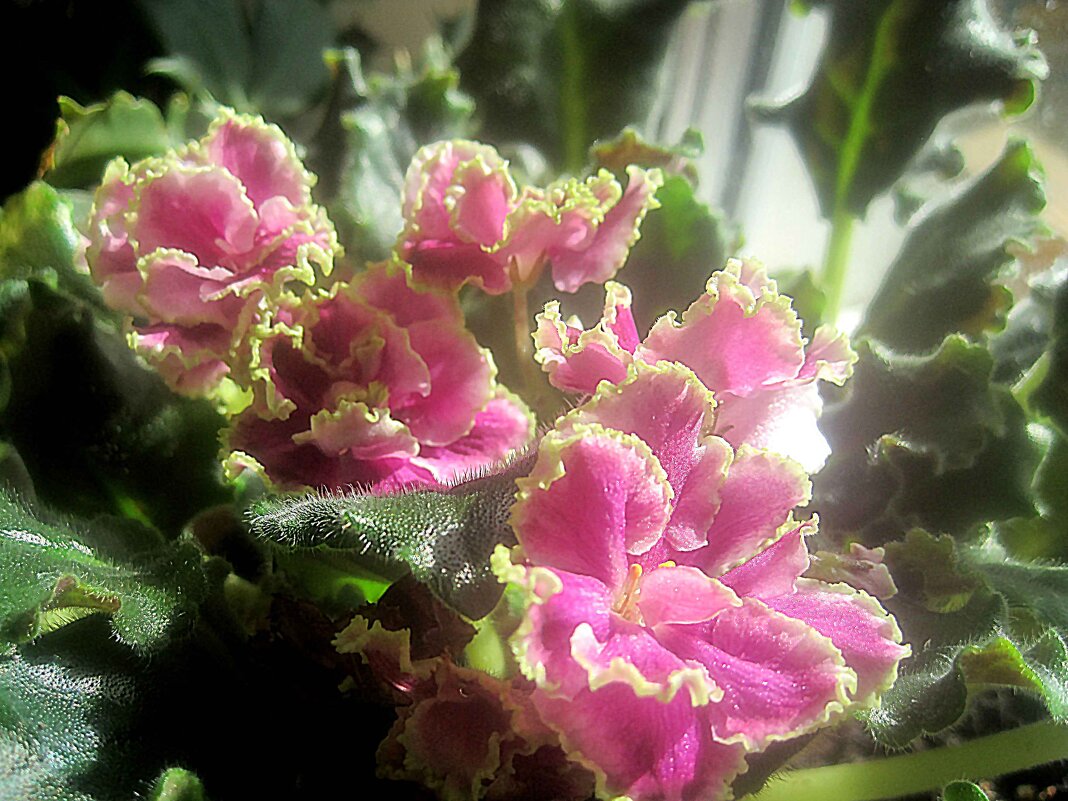 Фиалка весной - Елена Семигина