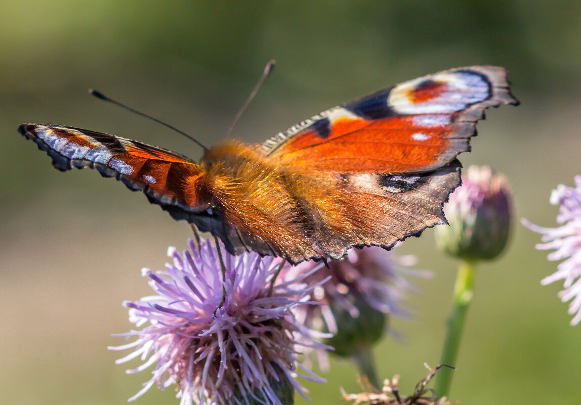 Краски лета. Бабочка на цветке. - Алексей Трухин