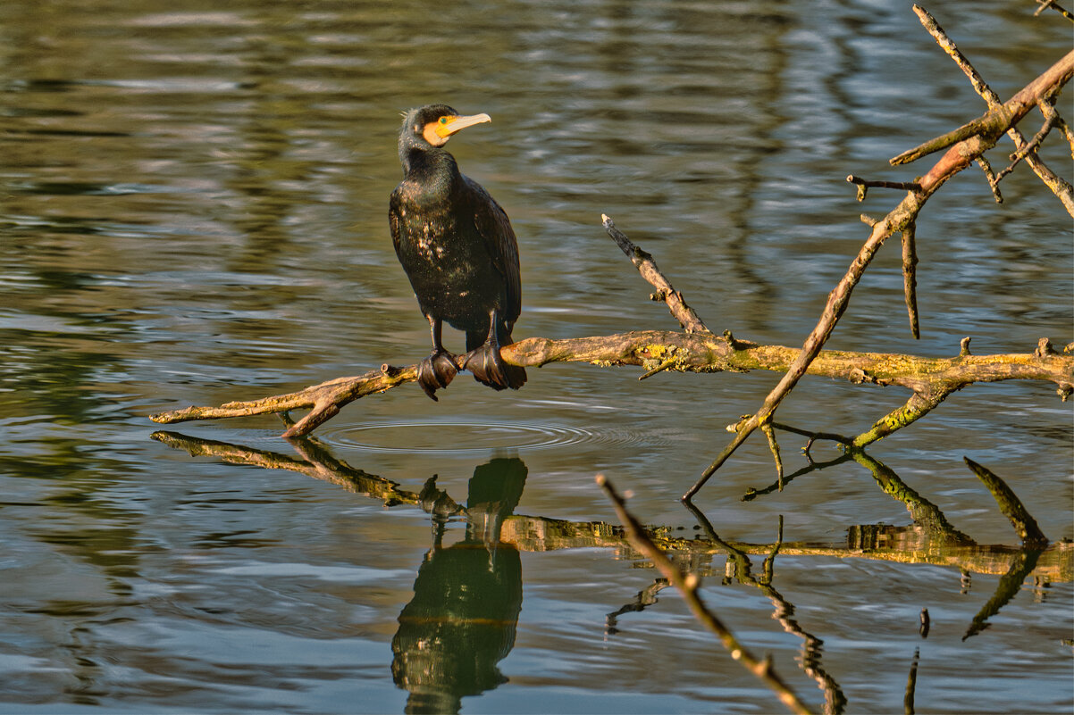 Баклан - Jakob Dick