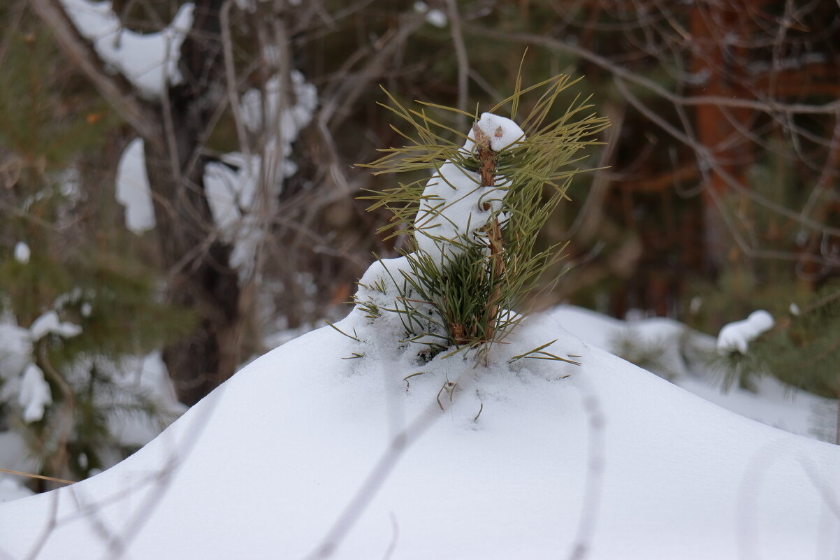 *** - Александр Николаев