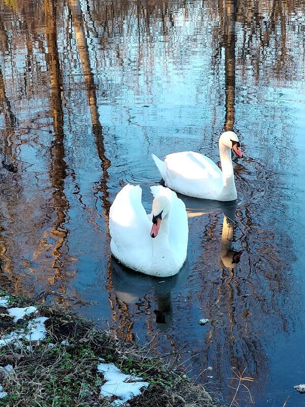 Пруд. Лебеди .Прогулка за город - tatyana 