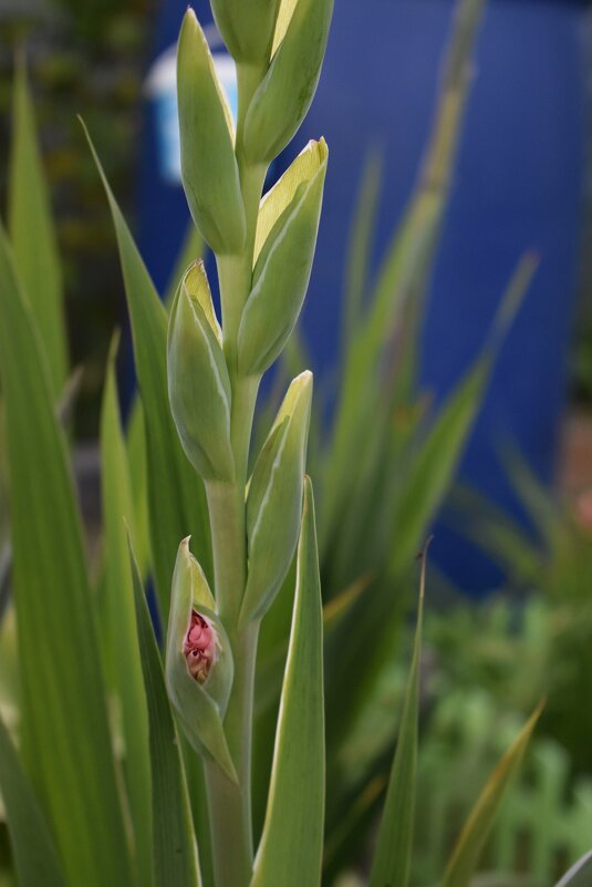 Гладиолус - Дарья Шуклина