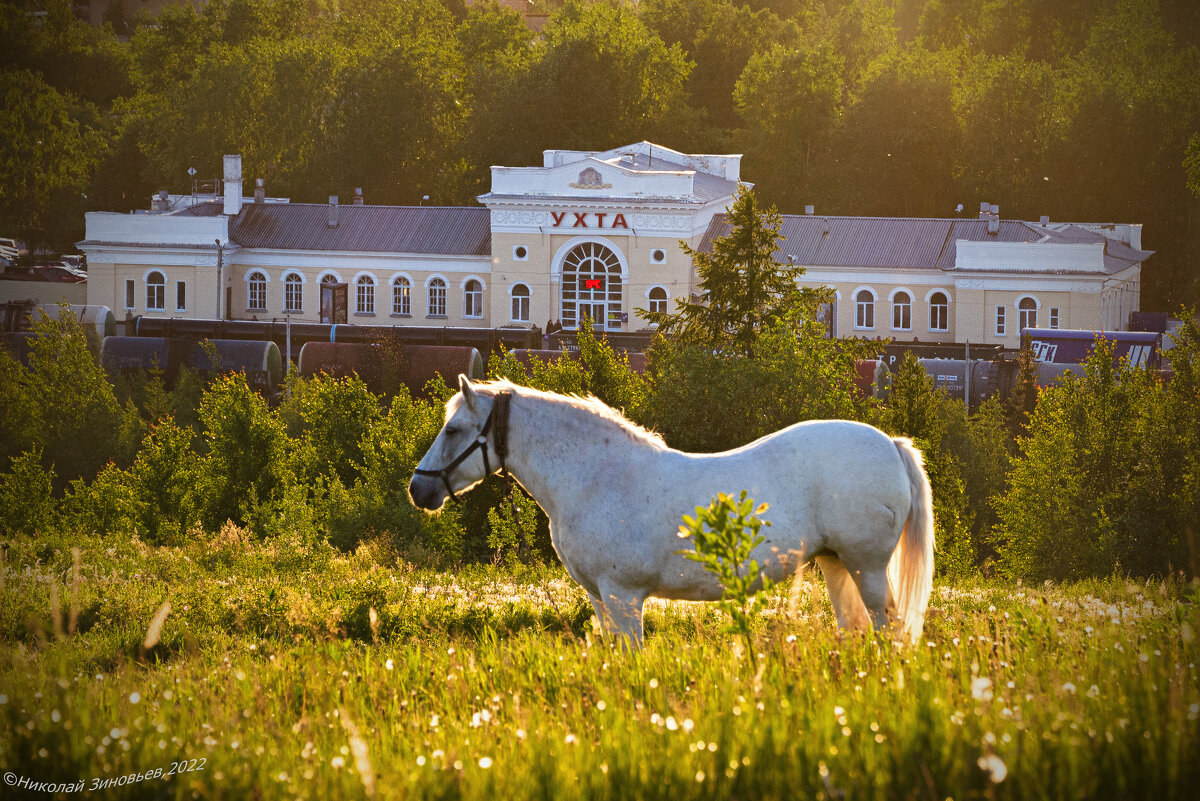 Ухтинская лошадка на фоне вокзала - Николай Зиновьев