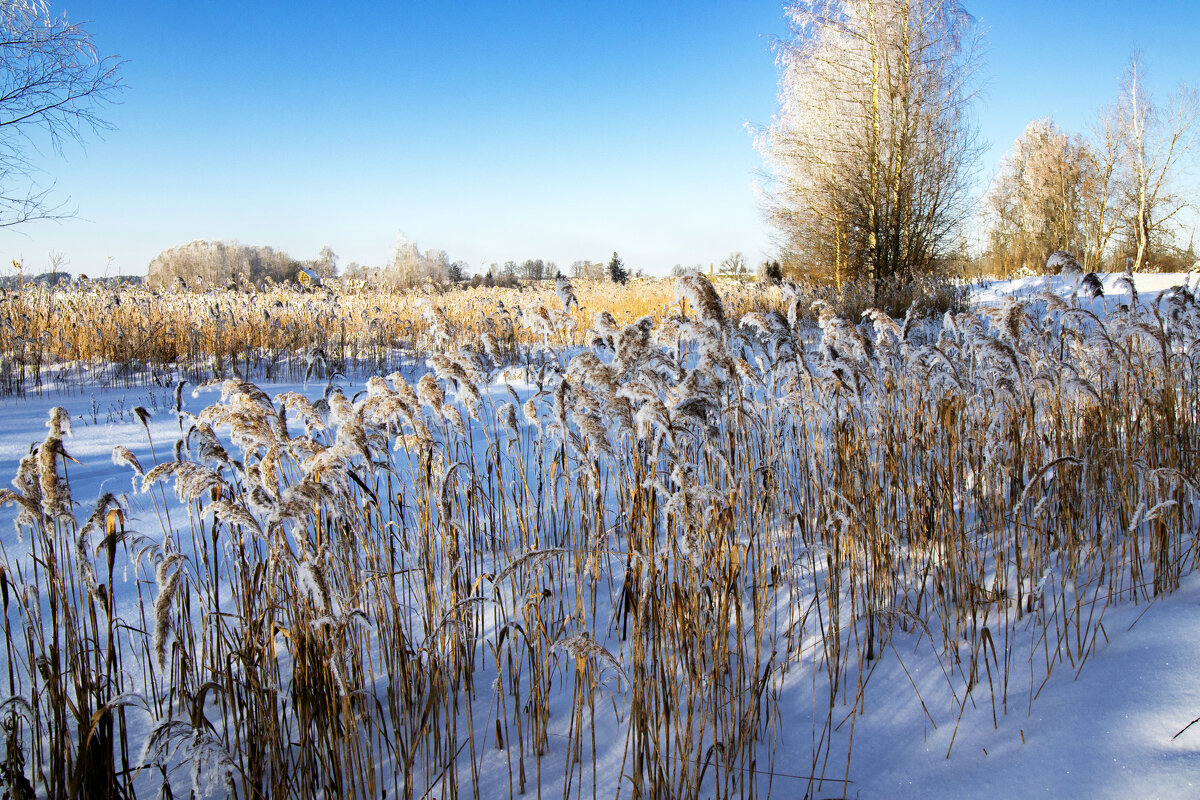 Б/Н - Николай 