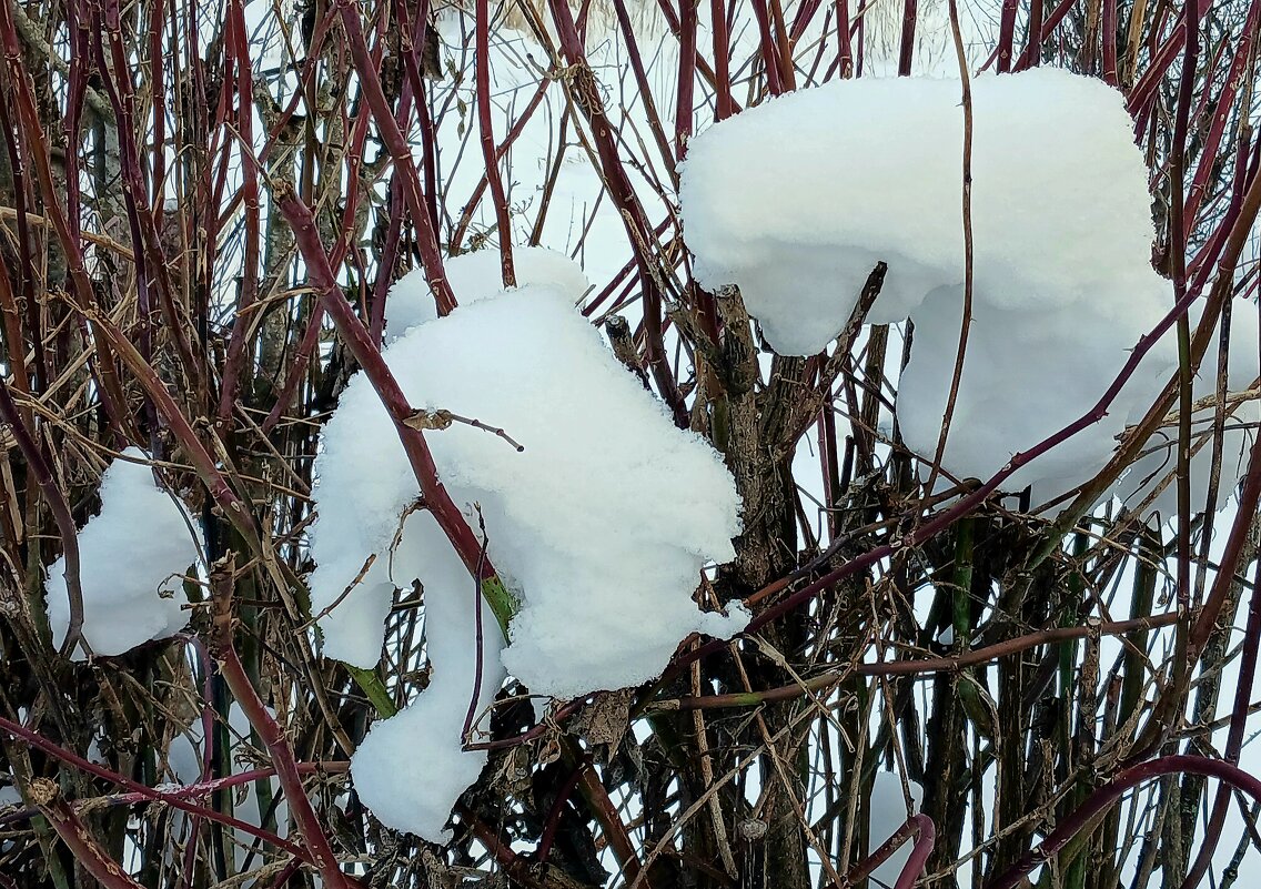 Снежки - Наталья Герасимова
